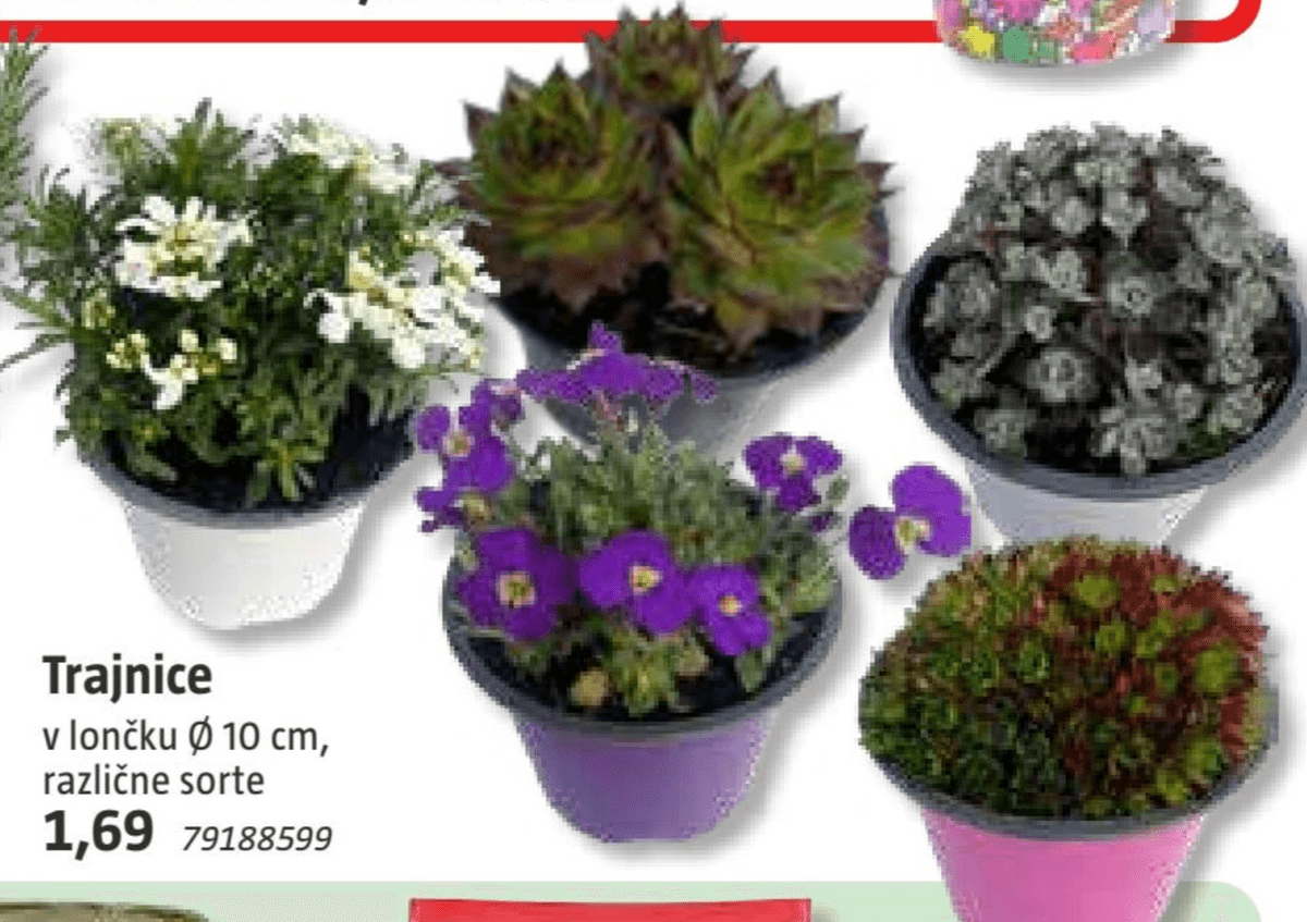 Trajnice v lončku Ø 10 cm - Akcija v trgovini Bauhaus