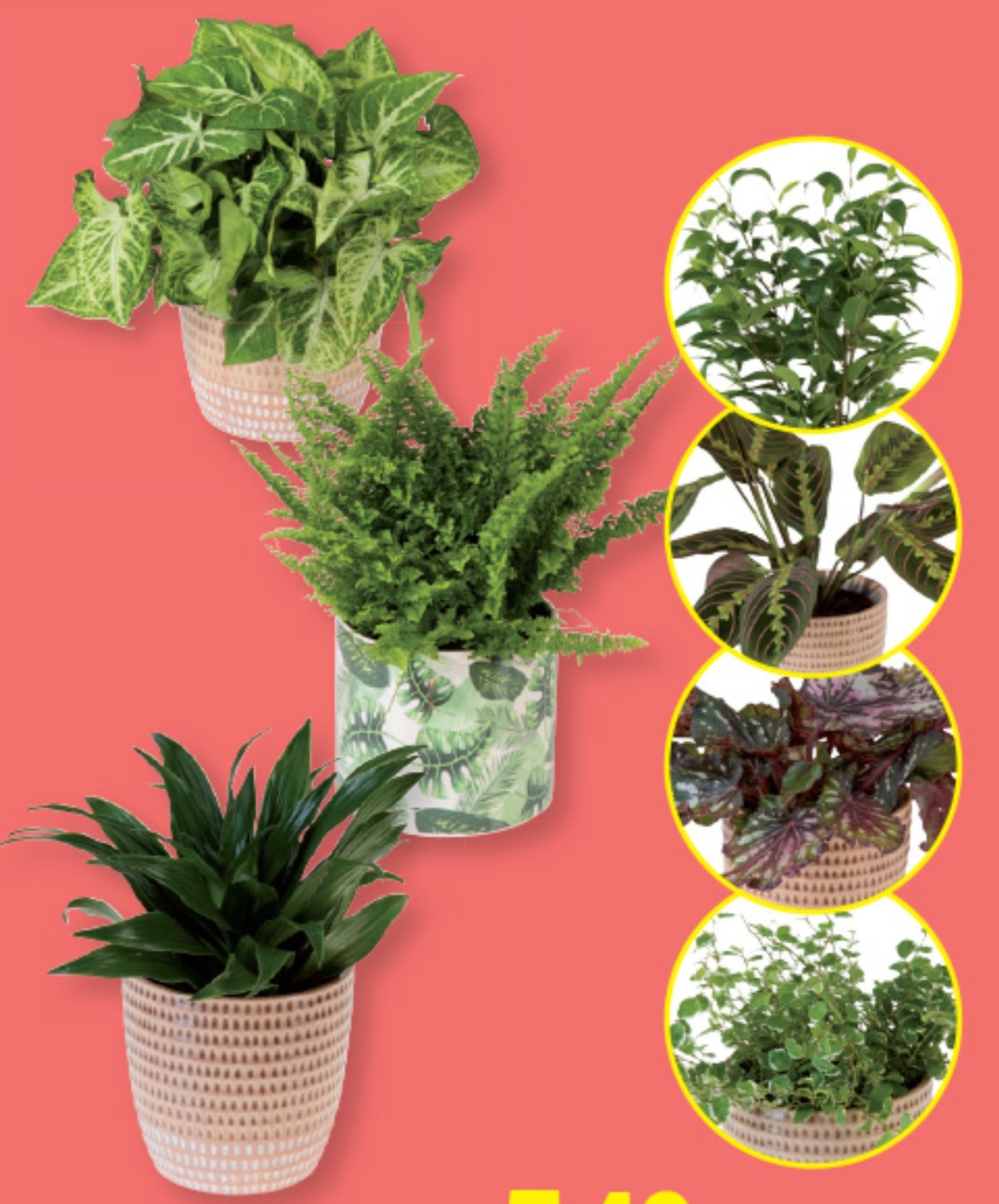 Izbor zelenih rastlin - Akcija v trgovini Lidl