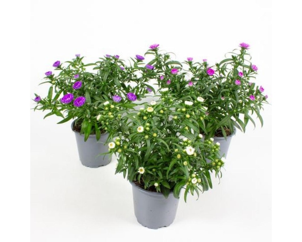 Astra Ø pribl. 12 cm, višina pribl. 19 do 25 cm Akcija v trgovini Lidl