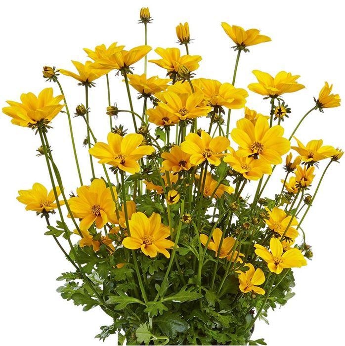 Bidens (lat. Bidens ferulifolia) v lončku Ø 12 cm ali 'Efraim Gold', v lončku Ø 13 cm - Akcija v trgovini Bauhaus