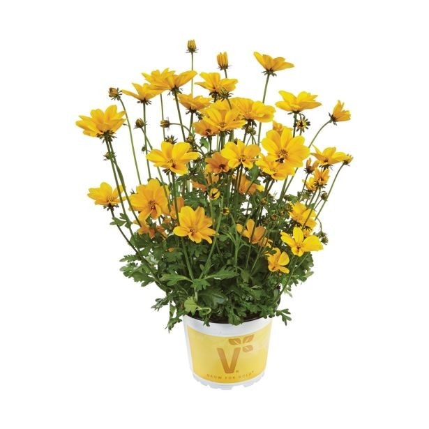 Volmary Bidens 'Efraims Gold' v lončku Ø 13 cm - Akcija v trgovini Bauhaus