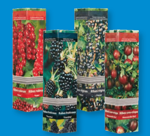 Jagodičevje - Akcija v trgovini Lidl