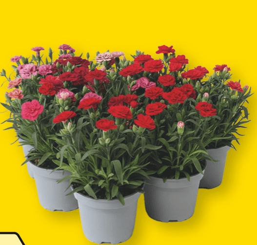 Nagelj Ø9 cm lonček - Akcija v trgovini Merkur