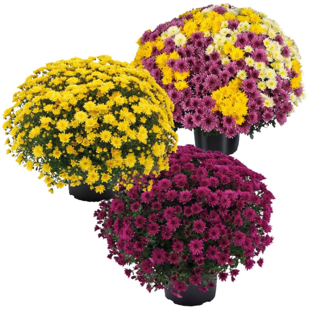 Slovenska krizantema v 23-cm loncu - Akcija v trgovini Hofer