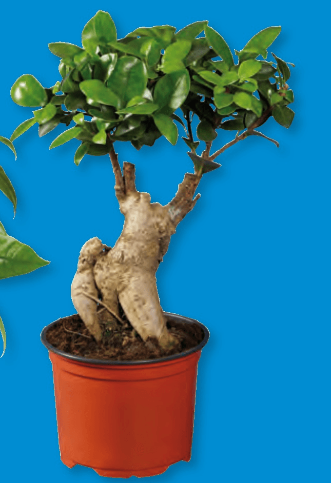 Fikus Ginseng ali Pahira - Akcija v trgovini Lidl