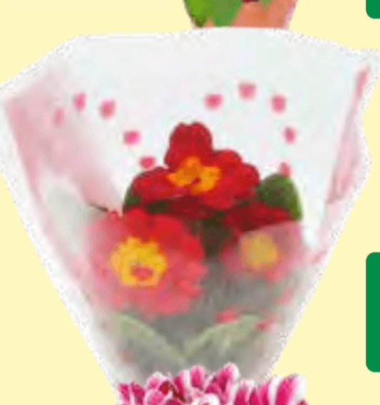 Lončnica Primula - Akcija v trgovini Jager