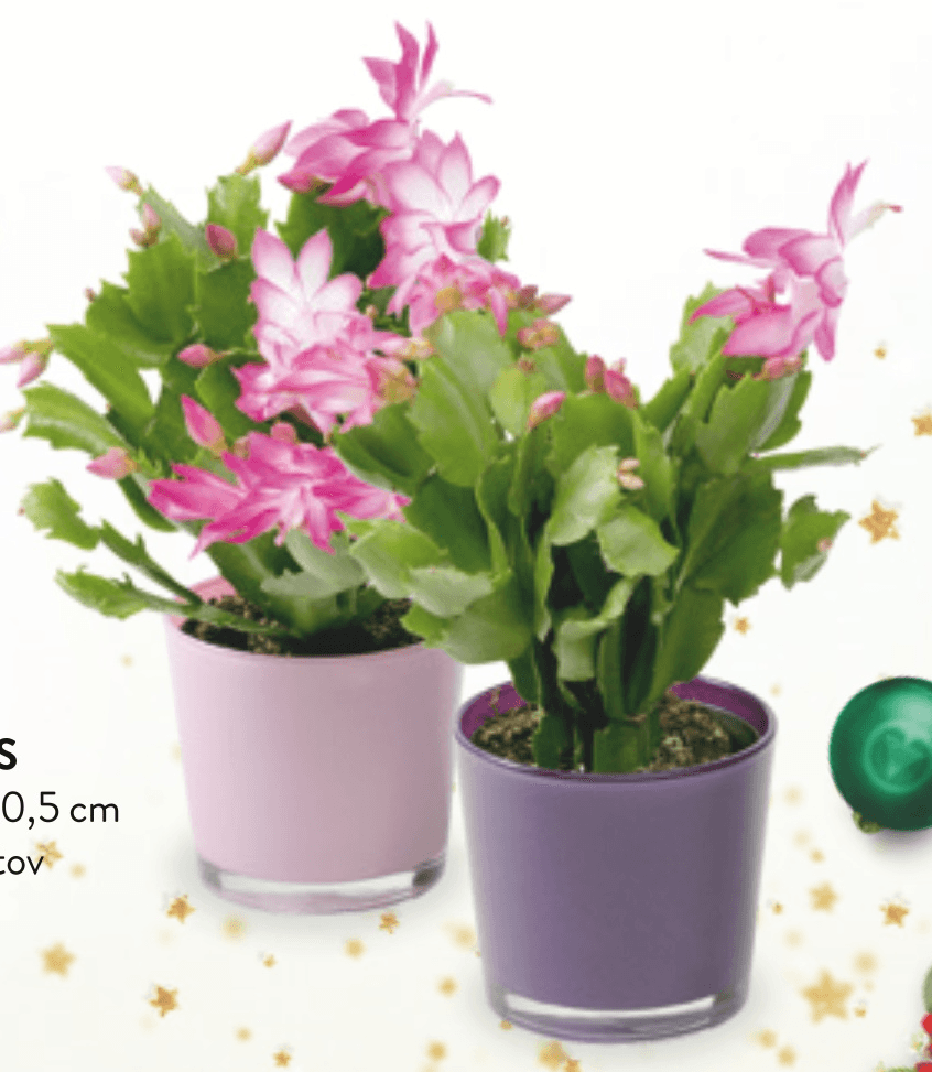 Božični kaktus - Akcija v trgovini Spar