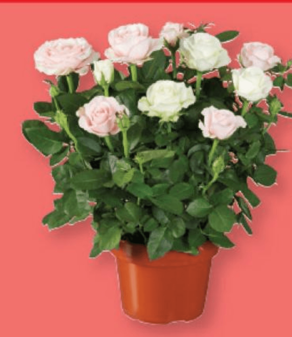 Dvobarvna vrtnica Ø pribl. 14 cm, višina: pribl. 32 do 36 cm - Akcija v trgovini Lidl