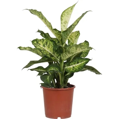 Difenbahija Mars - Akcija v trgovini Merkur