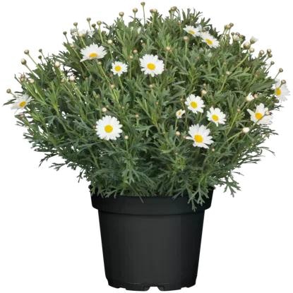 Grmasta marjeta (lat. Argyranthemum frutescens) v lončku Ø 12 cm Volmary - Akcija v trgovini Bauhaus