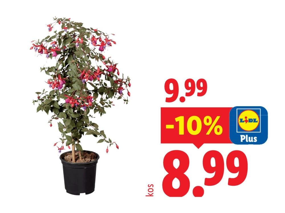 Stebelna fuksija - Akcija v trgovini Lidl
