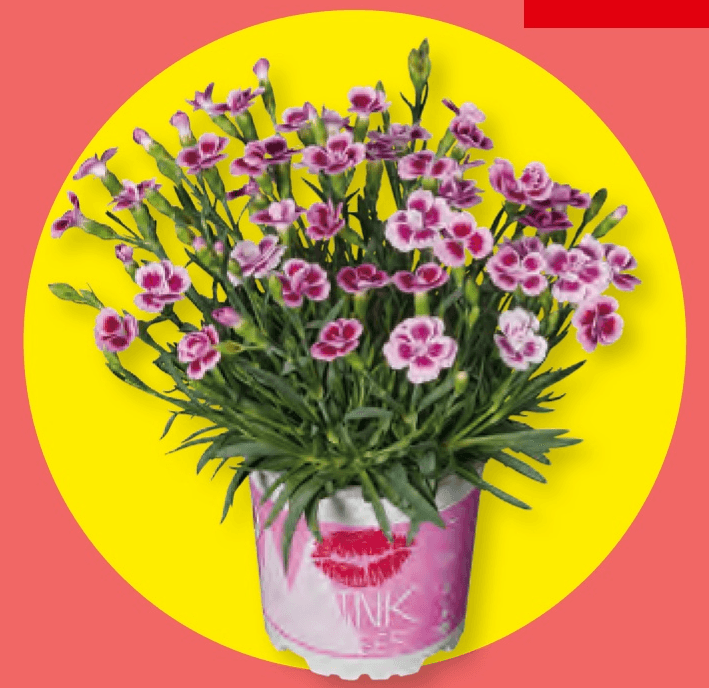 Negelj - Akcija v trgovini Lidl