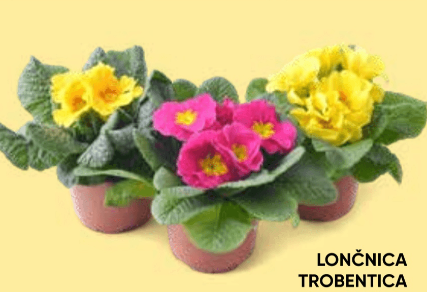 Lončnica trobentica fi 10 cm - Akcija v trgovini Tuš