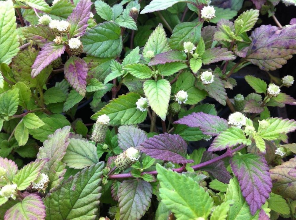 Sladka lipija (lat. Lippia dulcis) - Akcija v trgovini Bauhaus