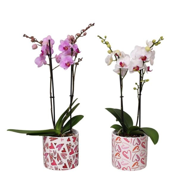 Orhideja Falenopsis v okrasnem loncu Julia - Akcija v trgovini Merkur