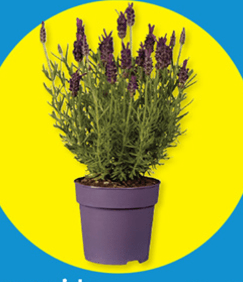 Čopasta sivka - Akcija v trgovini Lidl