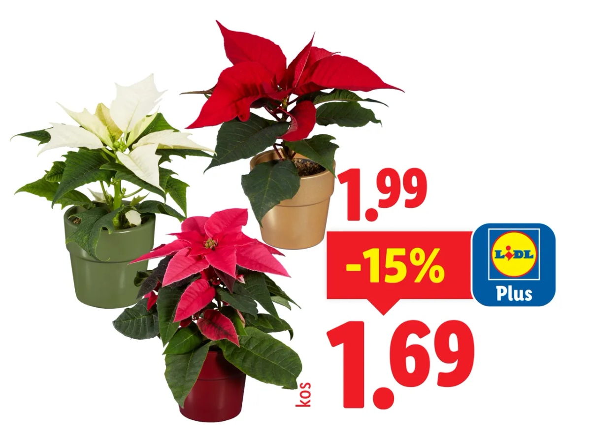 Mini božična zvezda - Akcija v trgovini Lidl