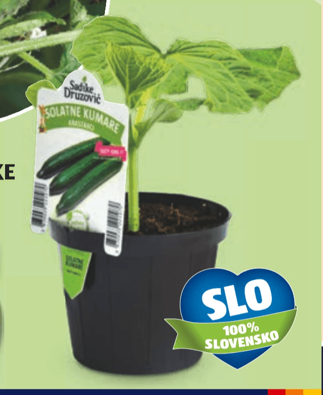 Slovenske zelenjavne sadike 9 sadik ali 1 sadika Sadike Druzović - Akcija v trgovini Hofer