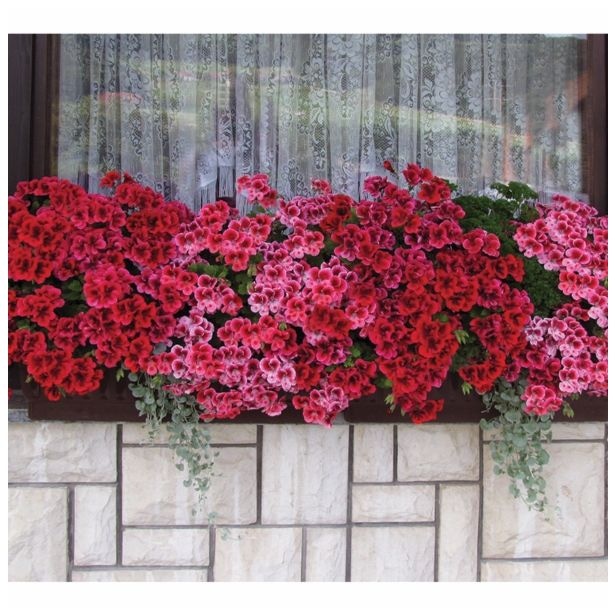 Pelargonija Angleška 'Clarion' v lončku Ø 12 cm - Akcija v trgovini Bauhaus