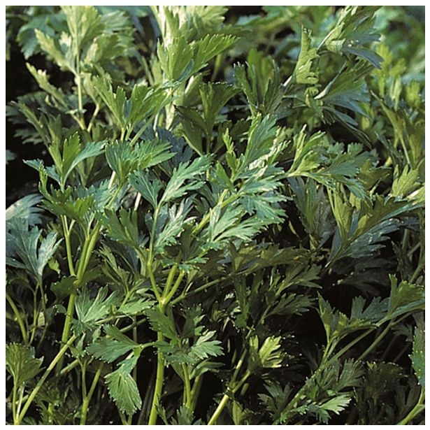 Gladki peteršilj 'Gigante di Napoli' Volmary - Akcija v trgovini Bauhaus