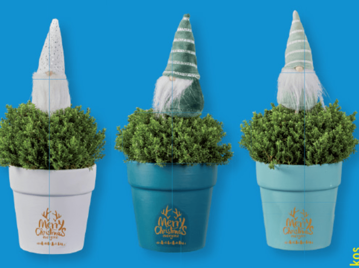 Grmasti jetičnik - Akcija v trgovini Lidl