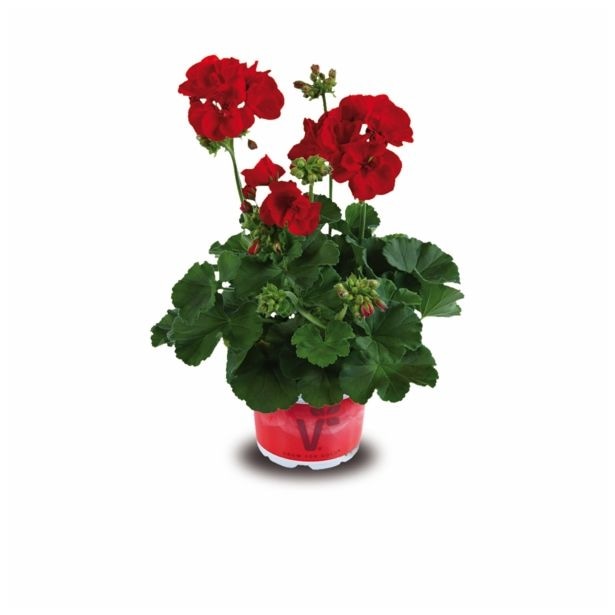 Pelargonija (lat. Pelargonium zonale) v lončku Ø 12 cm Volmary - Akcija v trgovini Bauhaus