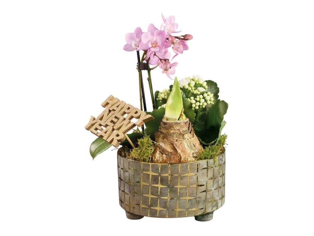 Silvestrski aranžma z orhidejo - Akcija v trgovini Lidl