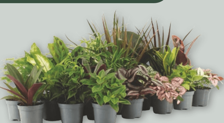 Zelena Rastlina - Akcija v trgovini Spar