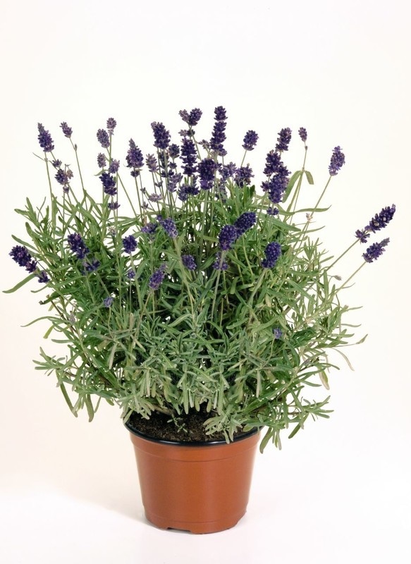 Cvetoča sivka v lončku Ø 14 cm - Akcija v trgovini Bauhaus