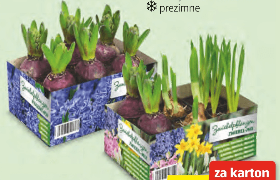 Cvetoče čebulnice 6 kosov - Akcija v trgovini Hofer