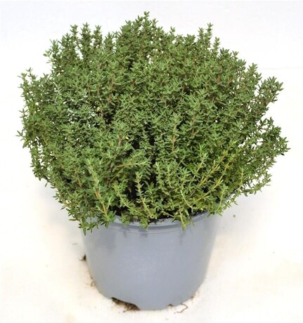 Sadike dišavnic 1 kos - Akcija v trgovini Jager