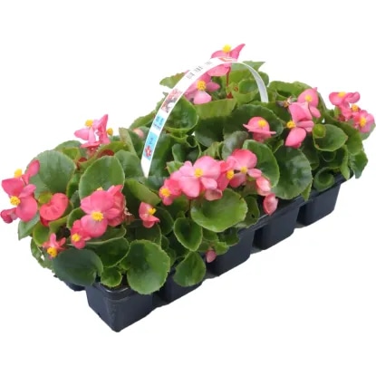 Begonija 10 kosov - Akcija v trgovini Obi