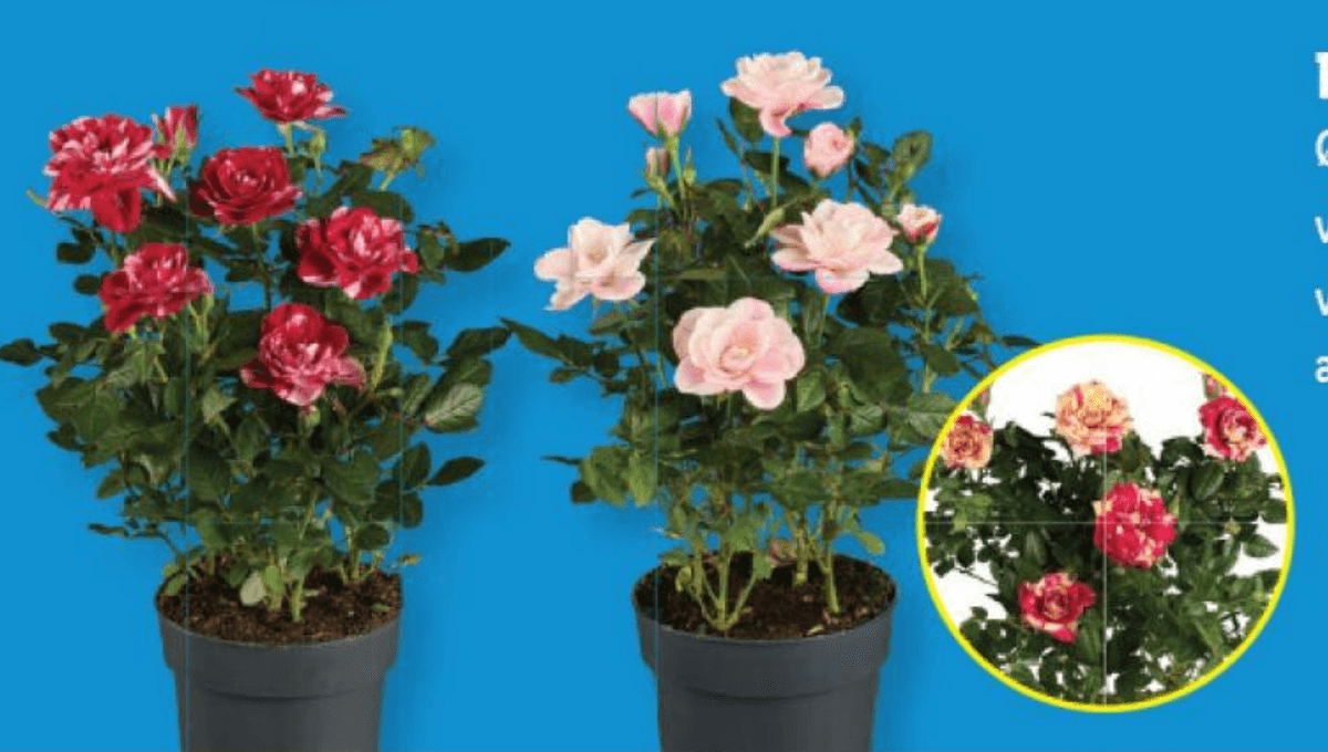 Pisane vrtnice Ø pribl. 10,5 cm, višina: pribl. 26 do 32 cm - Akcija v trgovini Lidl