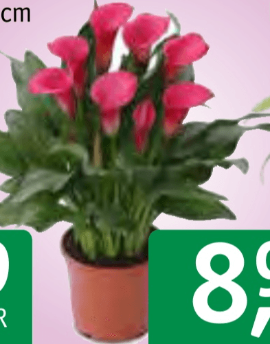 Lončnica Kala Fi 12 cm - Akcija v trgovini Jager