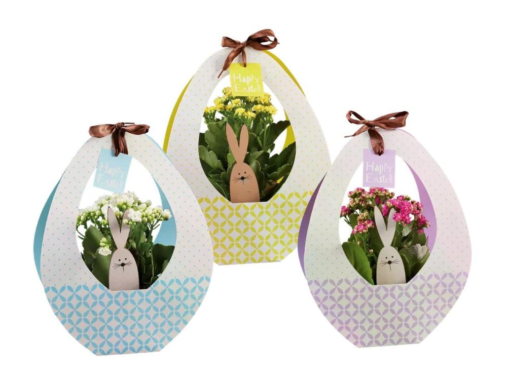 Velikonočna kalanhoja - Akcija v trgovini Lidl