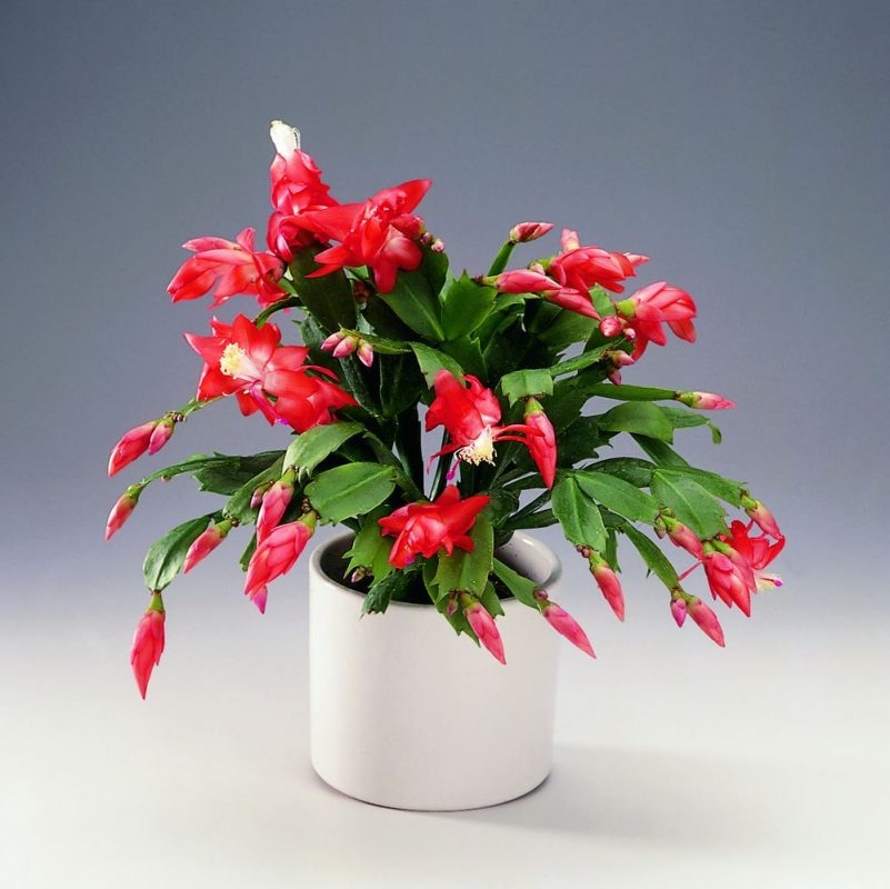 Božični kaktus Ø9 - Akcija v trgovini Mercator