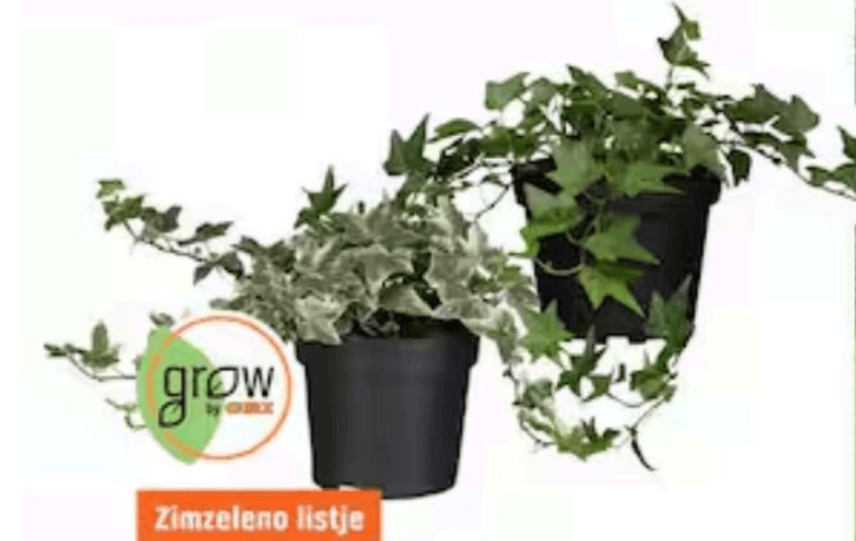 Bršljan pribl. 1 l grow - Akcija v trgovini Obi