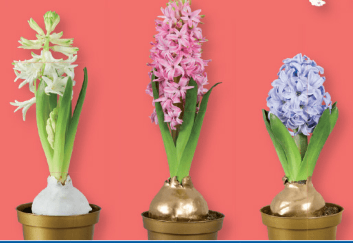 Hijacinte - Akcija v trgovini Lidl