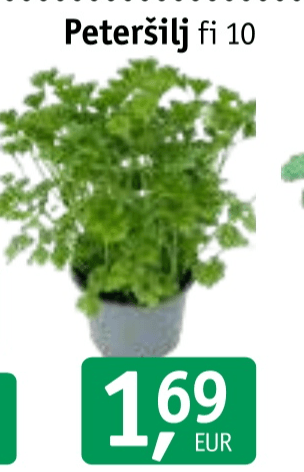 Peteršilj - Akcija v trgovini Jager