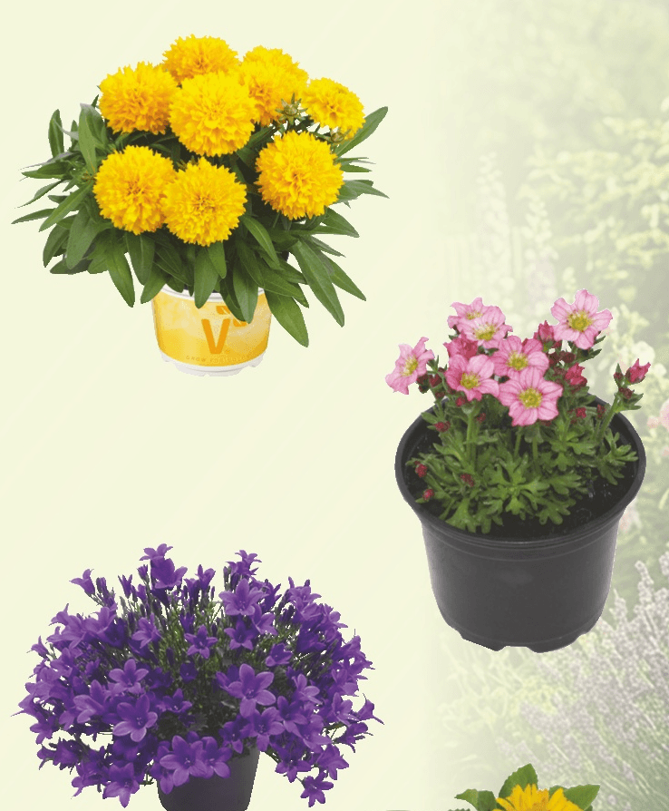 Trajnice - Akcija v trgovini Merkur