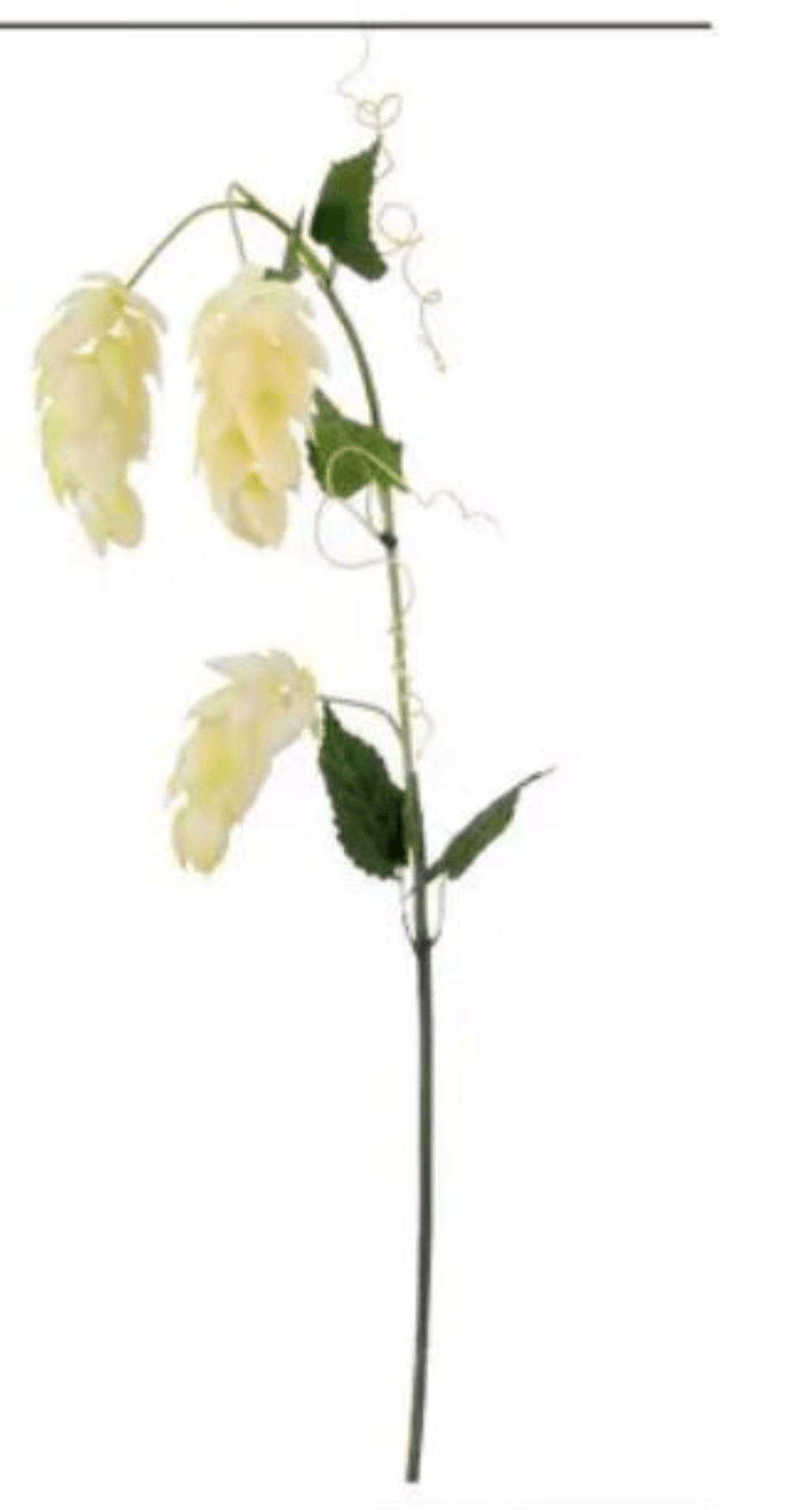 Umetna rastlina "HOPFEN" - Akcija v trgovini Mömax