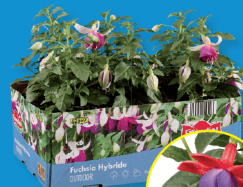 Fuksija 6 kosov v kompl. - Akcija u trgovini Lidl