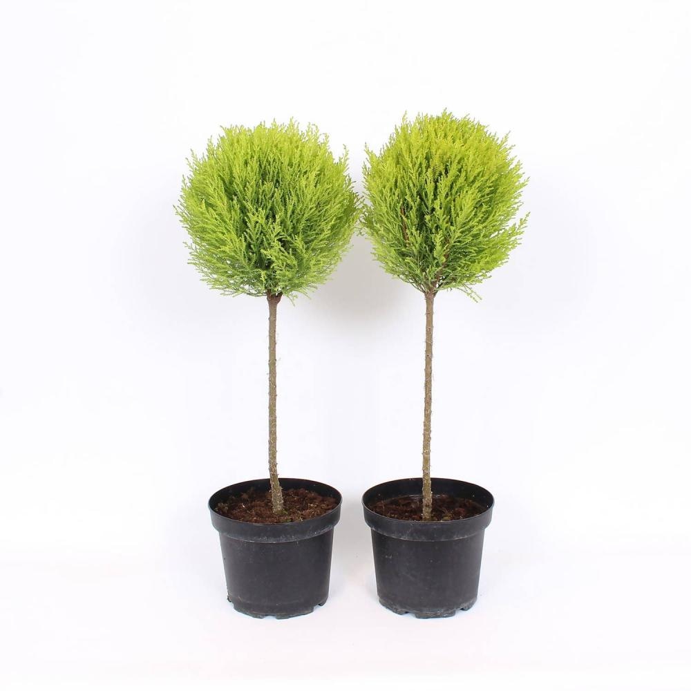 Zlata cipresa Wilma - Akcija v trgovini Spar