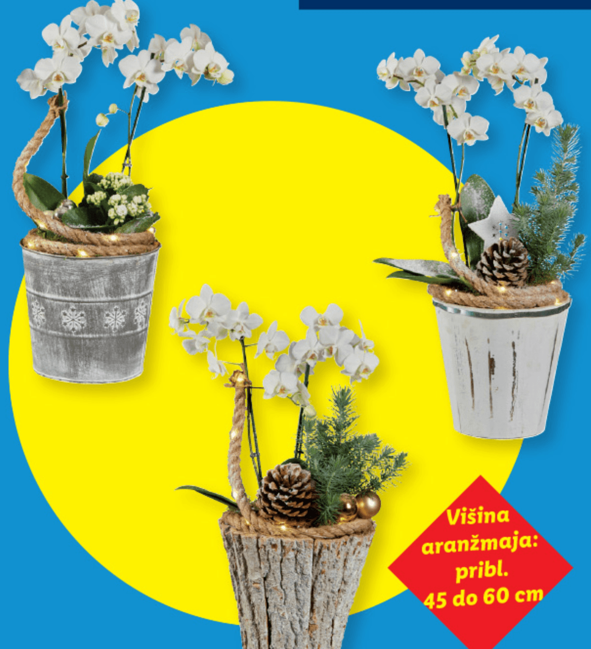 Orhideja „Phalaenopsis“ - Akcija v trgovini Lidl