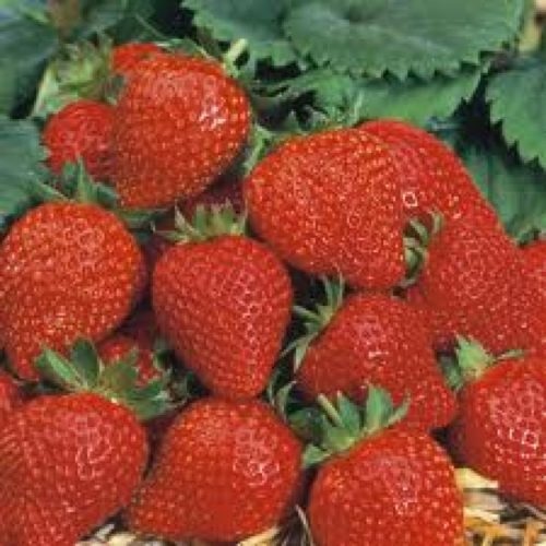 Jagoda 'Elan F1' (lat. Fragaria ananassa) v lončku Ø 11 cm - Akcija v trgovini Bauhaus