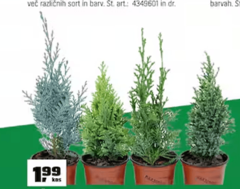 Mešanica Iglavcev - Akcija v trgovini Obi