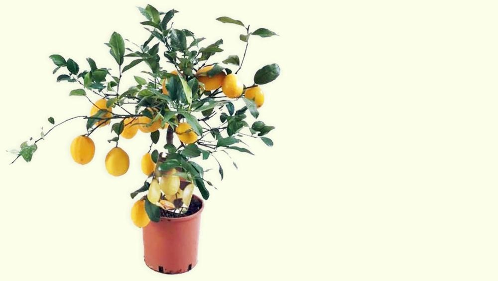 Sadika limona - Akcija v trgovini Jager