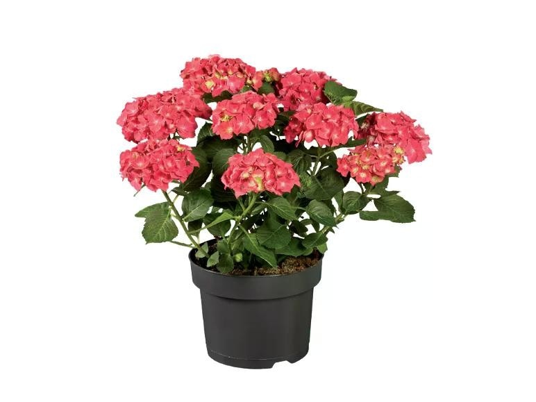 Vrtna hortenzija Ø pribl. 23 cm, višina: pribl. 40 do 50 cm - Akcija v trgovini Lidl
