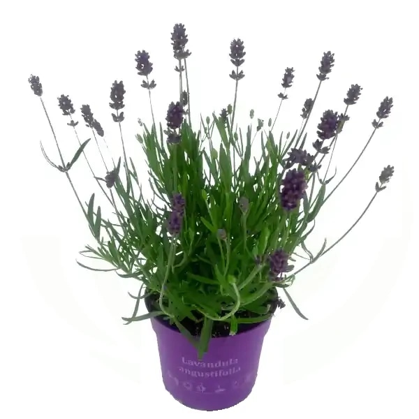 Sivka 'Essence Purple' v loncu Ø 23 cm - Akcija v trgovini Bauhaus