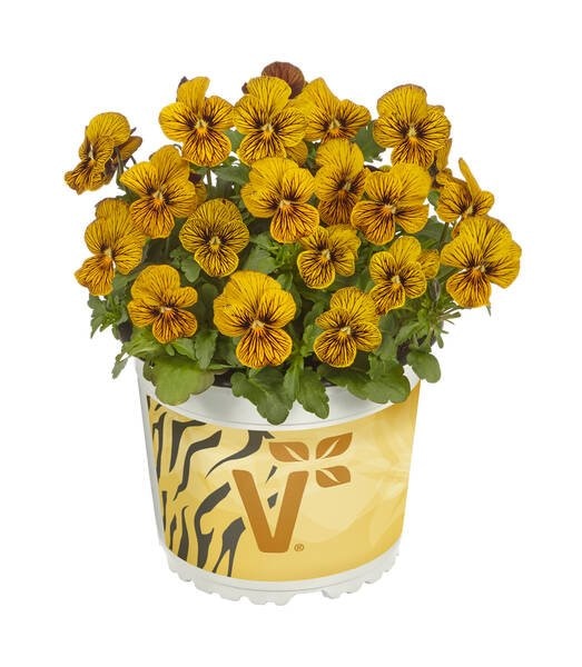 Volmary Mačeha 'Mix a Twix' ali 'Orchi' v lončku Ø 13 cm - Akcija v trgovini Bauhaus